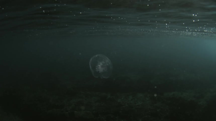 Jellyfish swims between seabed and surface as mist flows