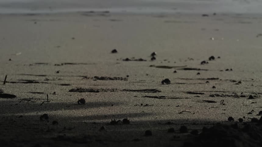 The small crabs crawl over the sand
