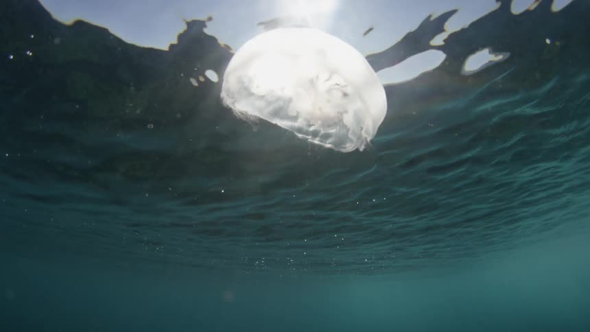 A jellyfish in the water