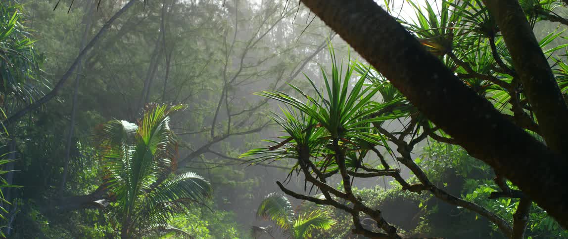 Trees and leaves