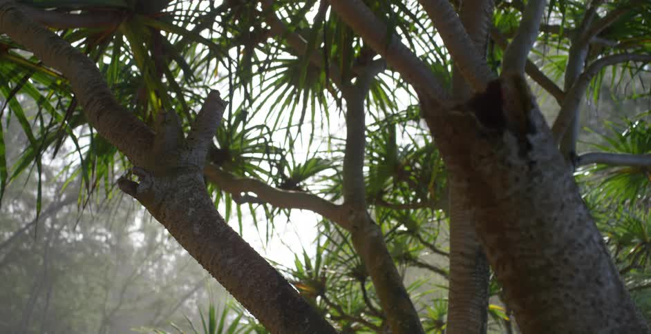 Sunlight is seen through tree as soft wind is blowing