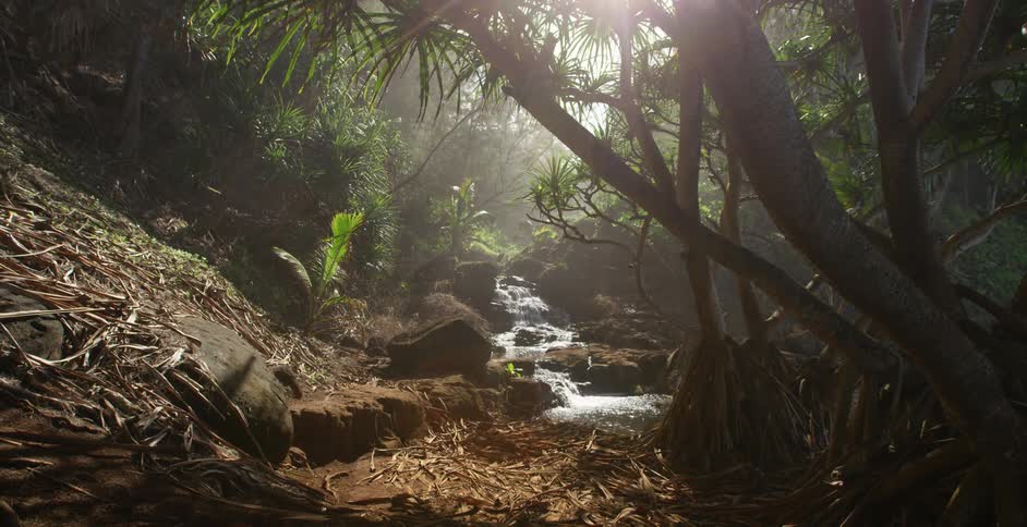 Small stream flowing down in the rain forest