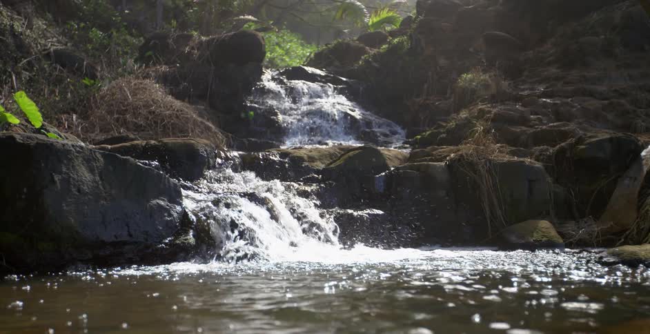 A rocky stream with plants in the background