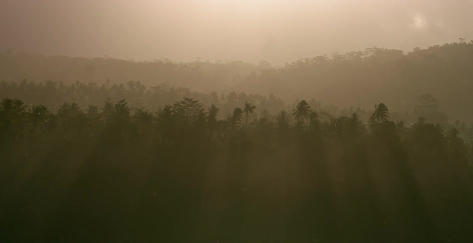 The sun is setting above the forest