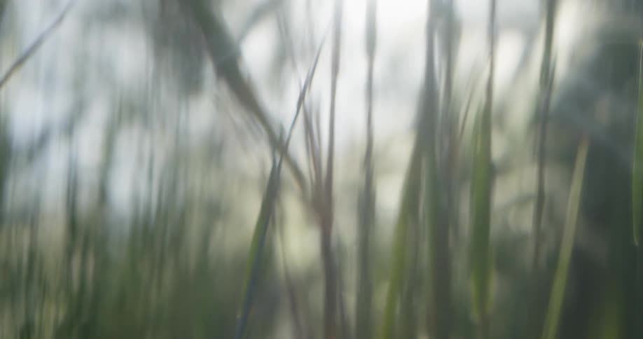 Sun shines through grass in a forest