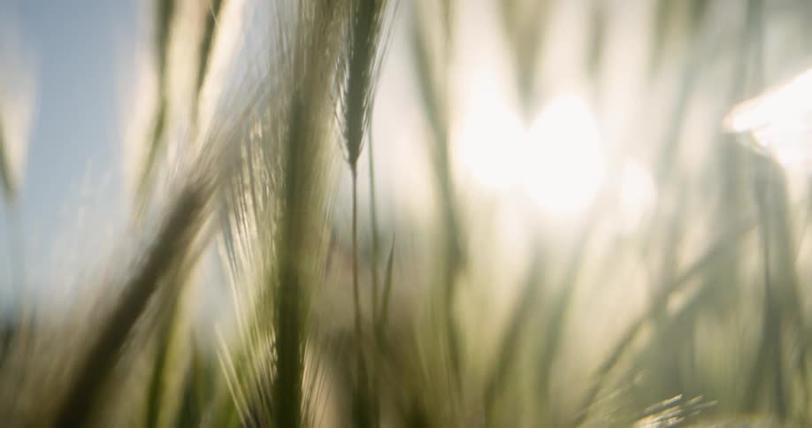 Sun shines through tassels of grass