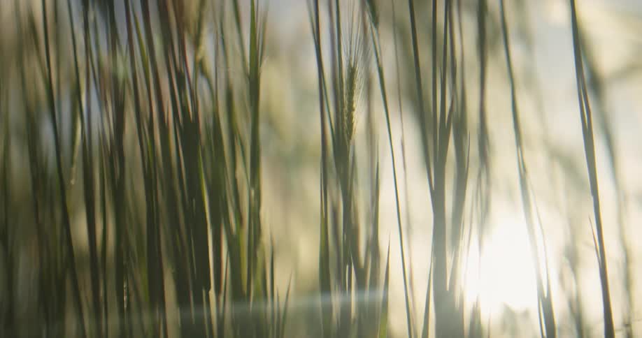 A close up of plants is displayed