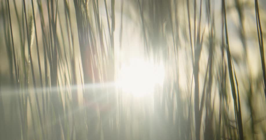 Sun shines through thin tall grass near trees