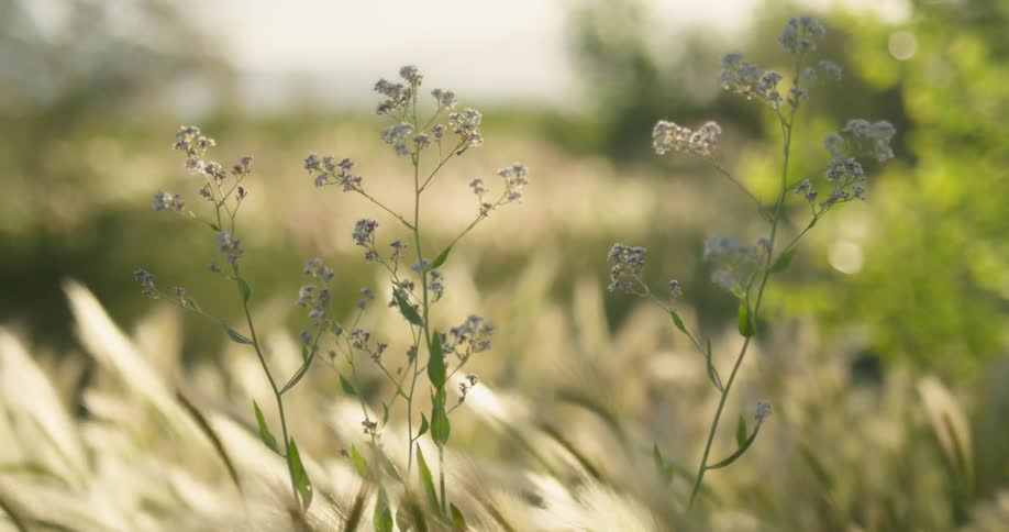 Wild flowers in a meadow swaying in the breeze during the day
