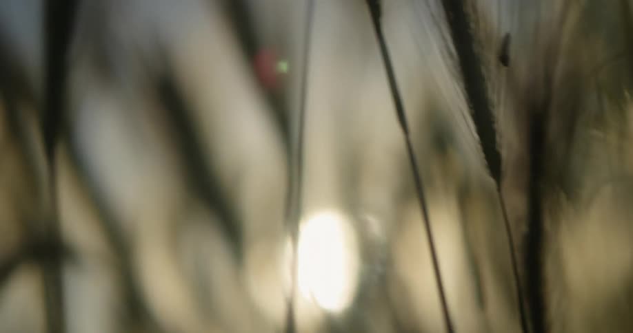 Light from the sun peeks through a patch of tall grass and cattails