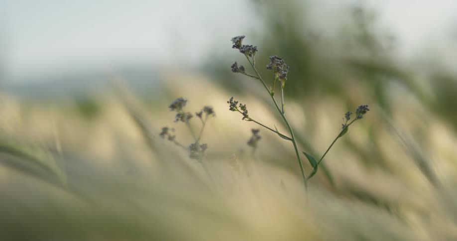 Small purple flowers grow in tall grass