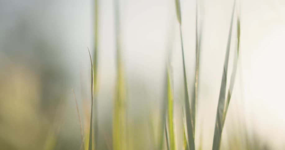 Blades of grass are shown close up and out of focus