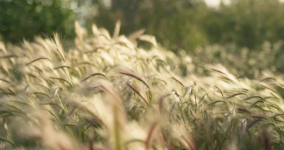 Long grass waves in the wind