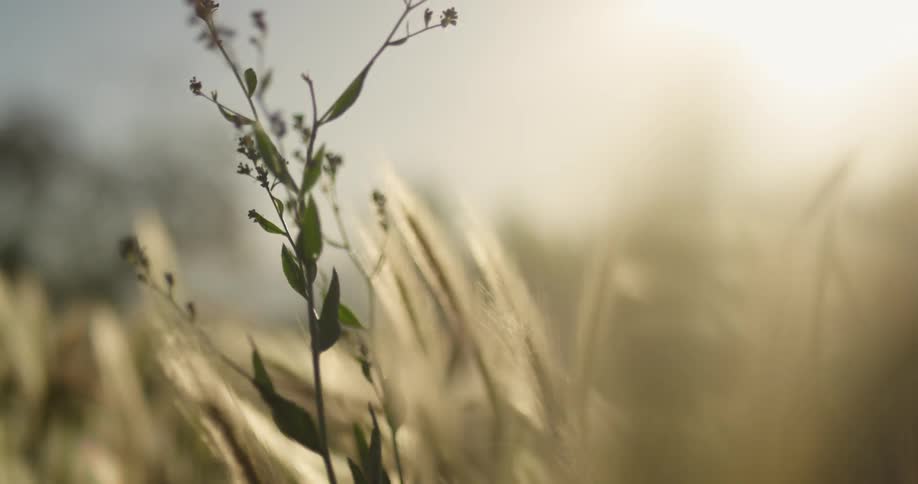 Wheat blowing in a field