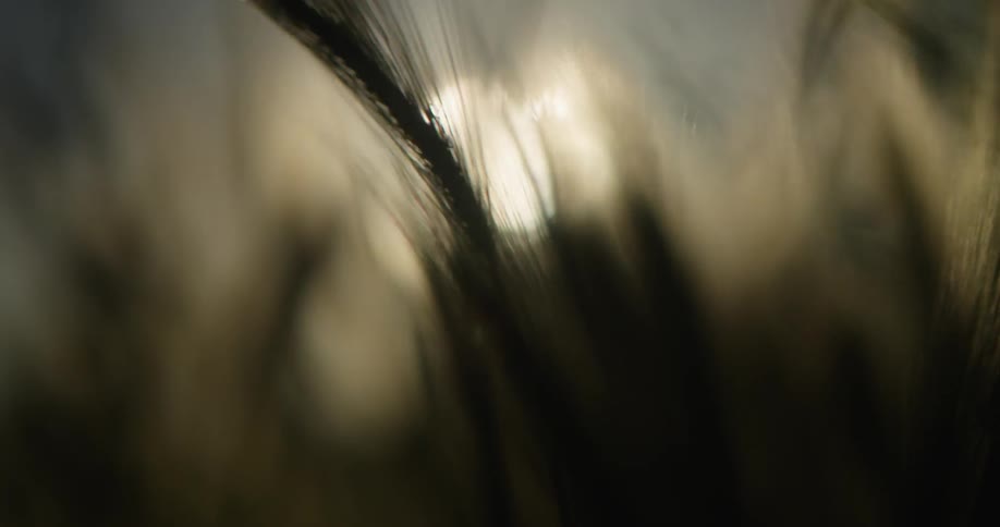 Grass waves in the sunlight