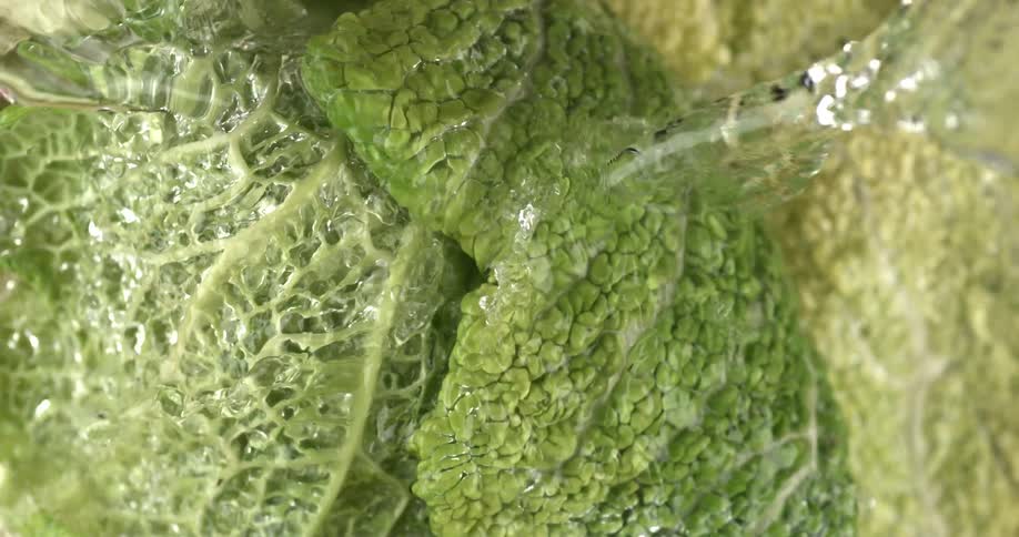 Fresh water being poured on cabbage leaves