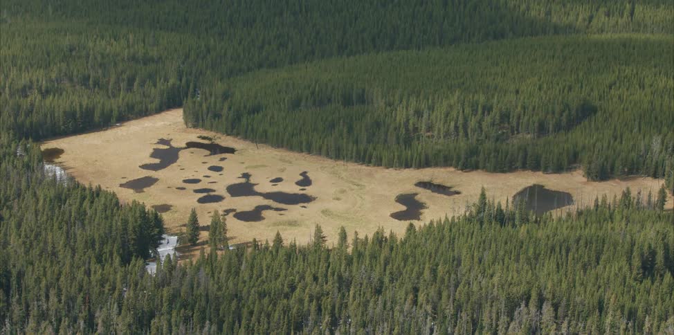 An aerial view of a forest area is displayed