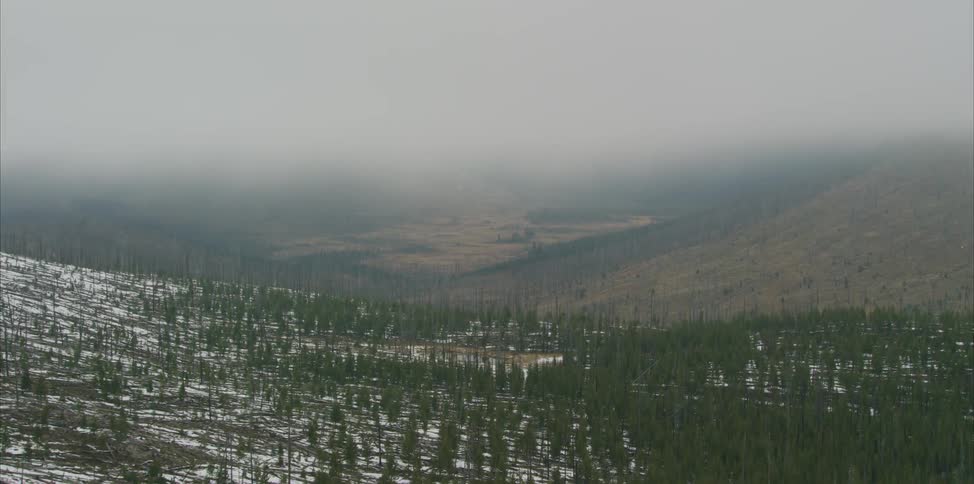 Landscape view of a snow covered forest with hills in the background