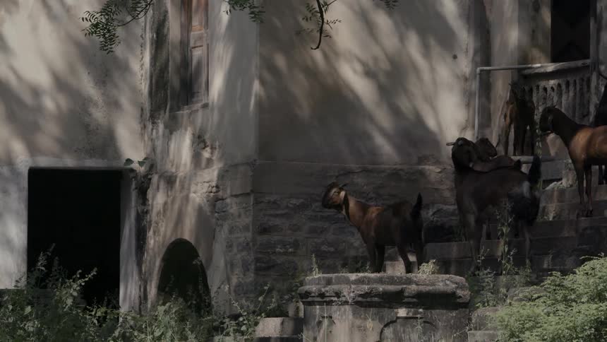 Goats standing in the shade on stairs of an old building