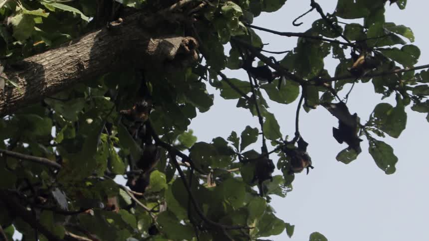 Birds hang from a tree on a sunny day