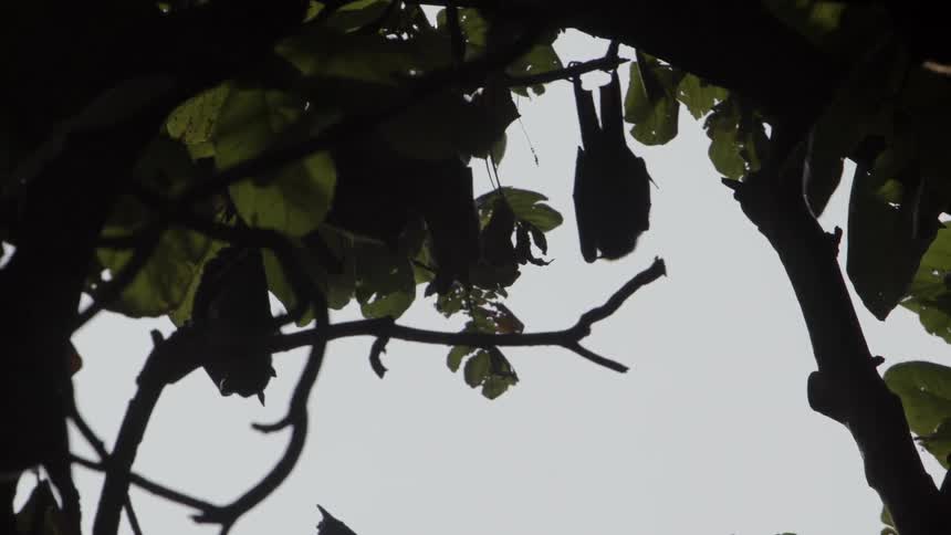 Bats hanging and twisting as a breeze blows through the branches of a tree