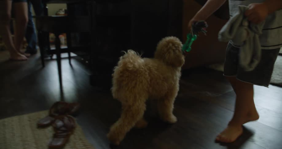 A small dog tugs at a rope toy held by a boy then runs into the other room