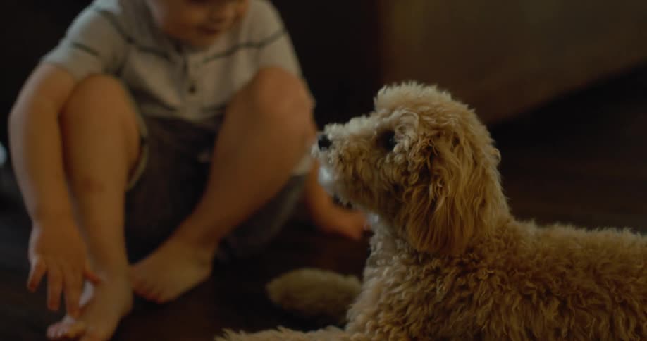 A little boy playing with a dog