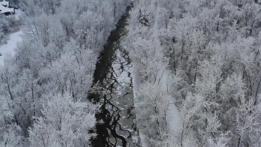 Snow covered trees near the water