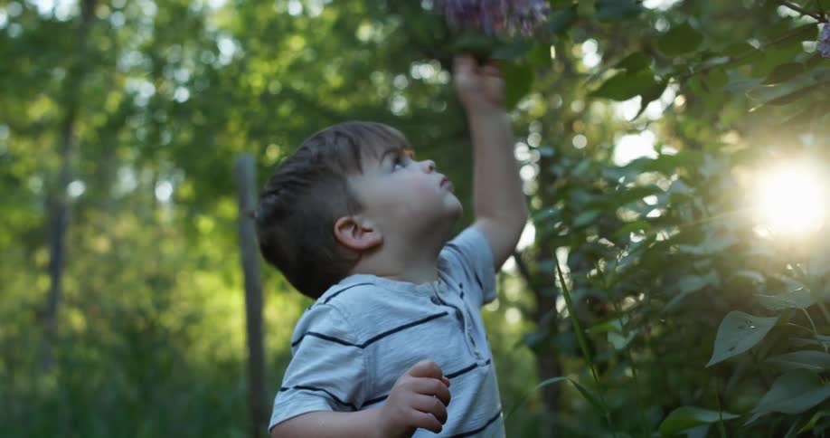 A child smells a lilac