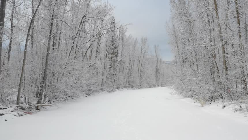 A snow covered road lined with trees with snow on each branch