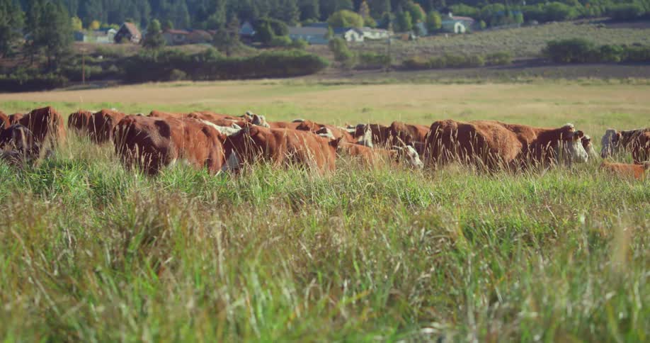Cows walking in a field