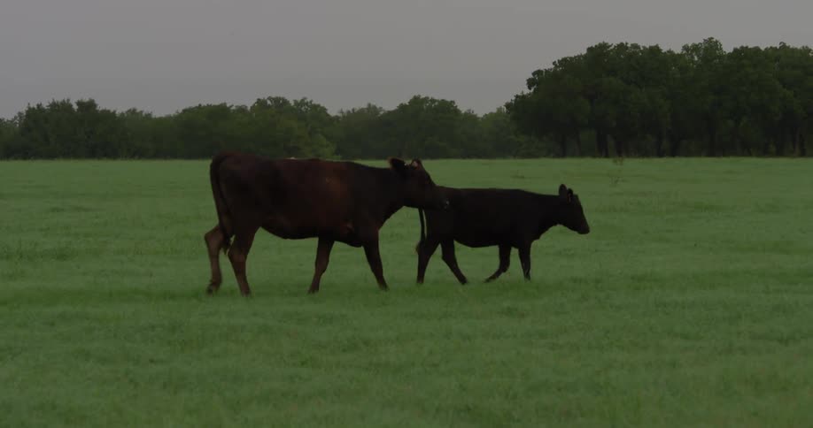 Two cows graze in a lush green field