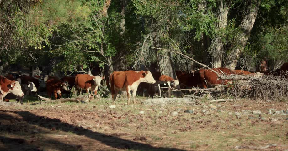 Cows roam through a field