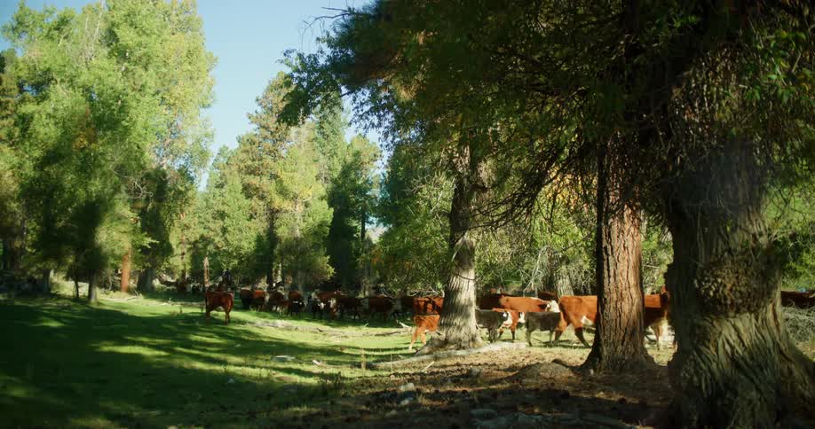 The cows run in the forest ahead