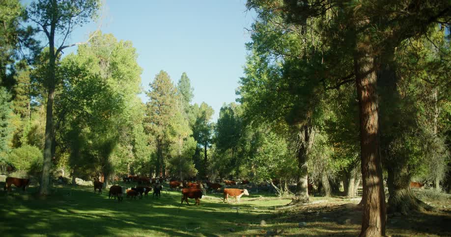 Cattle walk near trees on a summer day