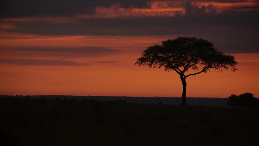 A herd of animals walk across a field in front of a red sky