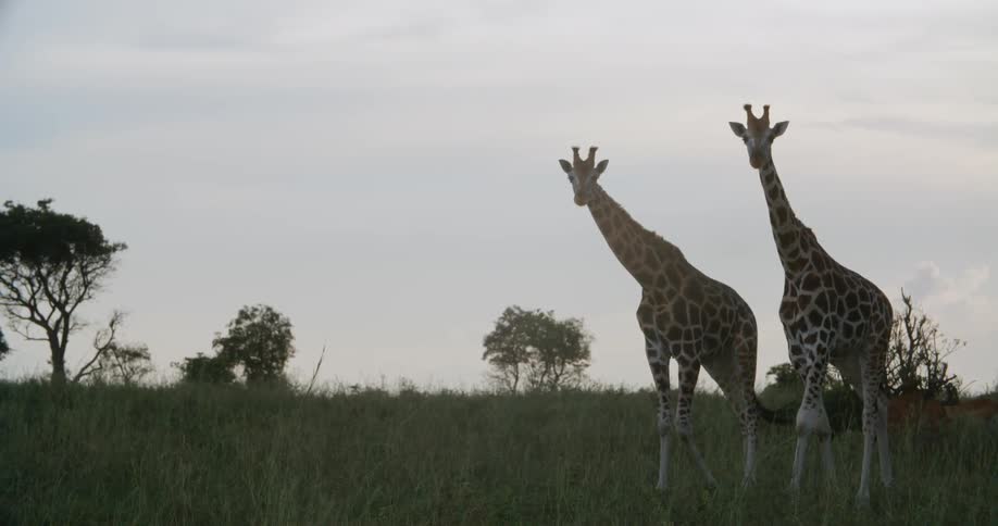 Two giraffes walk through a grassy plain