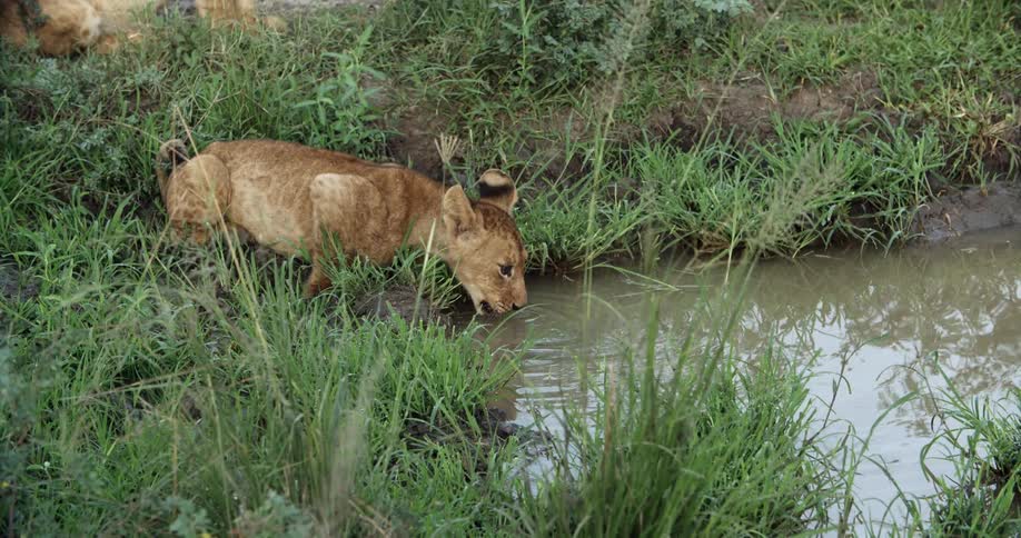 A big cat drinks from a pond while sitting in grass
