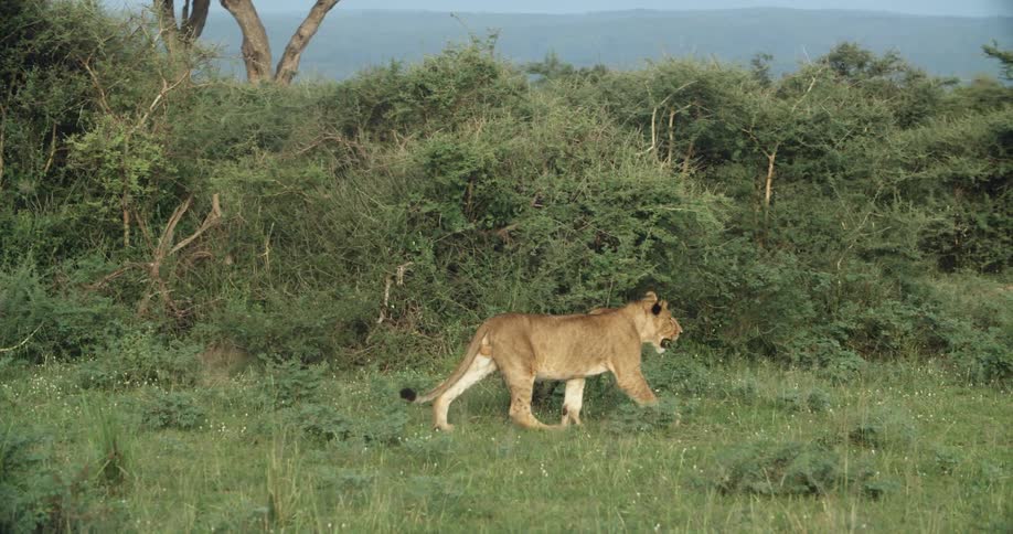 A lion strolls in the grass next to some bushes