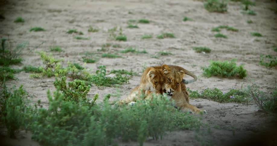 A lion and its cub lie on the ground together