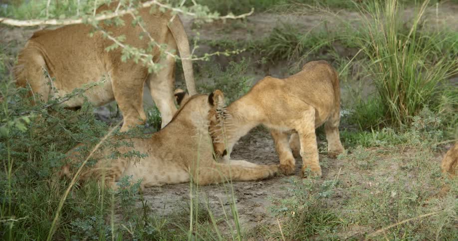 A family of lions play together on the field