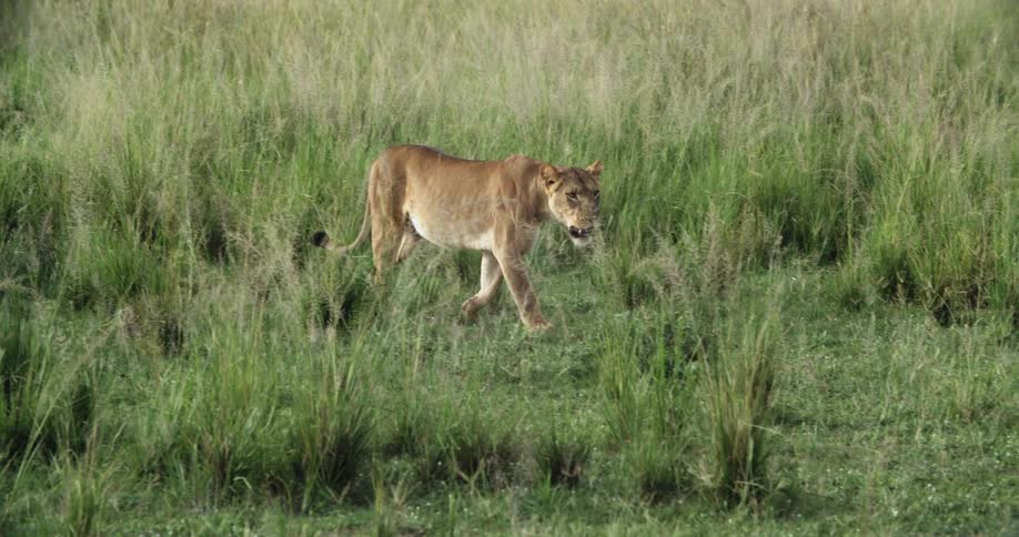 A cougar walks through the grass