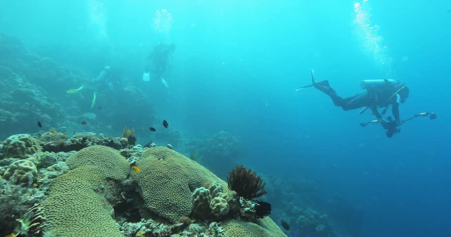 Divers swim in the ocean