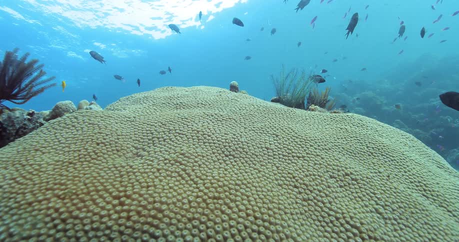 Fish swimming around a reef