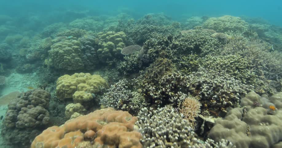 Sea life underwater