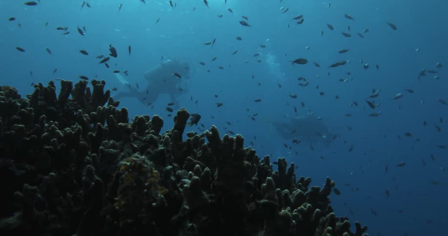 A scuba diver swimming in a school of fish