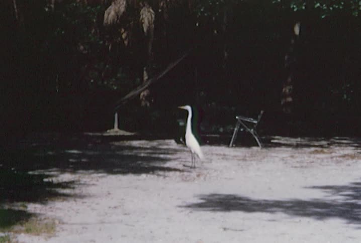A white crane stands near trees