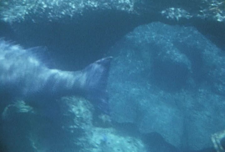 Sunlight reflects off of swimming fish