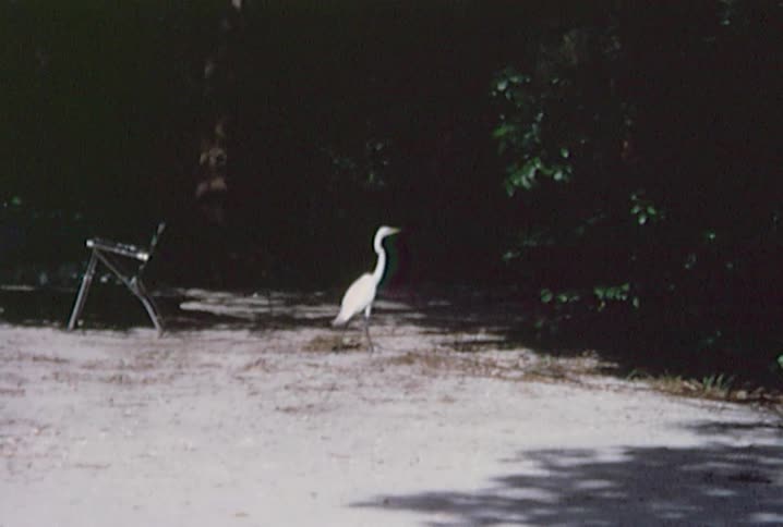 A large white bird is walking towards trees