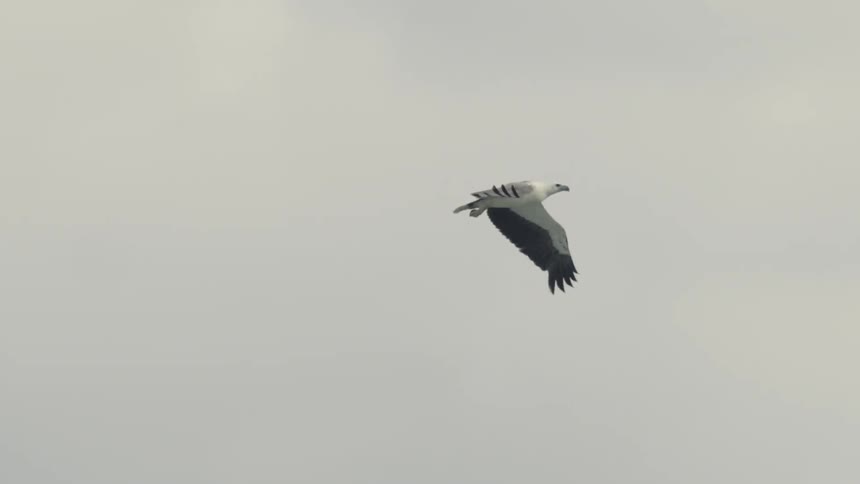 A white bird with black wings flying through the sky